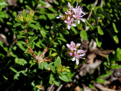 Agathosma ciliata