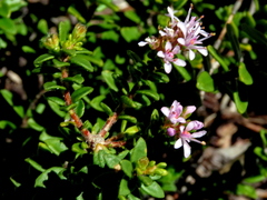 Agathosma ciliata