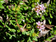 Agathosma ciliata