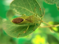 Discogastrini