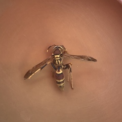 Polistes exclamans