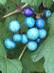 Ampelopsis glandulosa