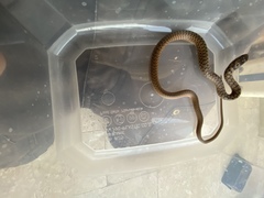 Dolichophis jugularis