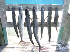 Scomberomorus cavalla