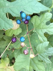 Ampelopsis glandulosa