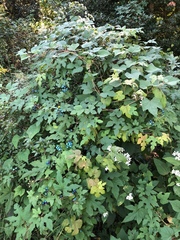 Ampelopsis glandulosa