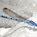 Argia lacrimans - Photo (c) Bill Carrell,  זכויות יוצרים חלקיות (CC BY-NC-ND), uploaded by Bill Carrell