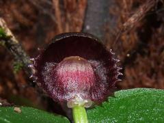 Corybas grumulus