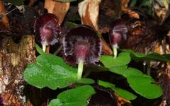 Corybas grumulus