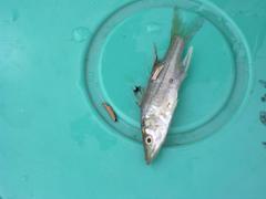 Centropomus undecimalis