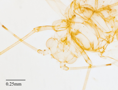 Tinocallis ulmiparvifoliae