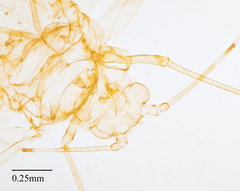 Tinocallis ulmiparvifoliae