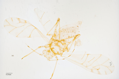 Tinocallis ulmiparvifoliae