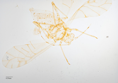 Tinocallis ulmiparvifoliae