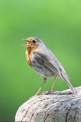 Erithacus rubecula