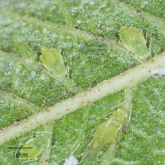 Tinocallis ulmiparvifoliae