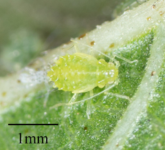 Tinocallis ulmiparvifoliae