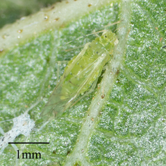 Tinocallis ulmiparvifoliae