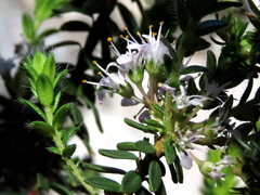 Agathosma lanceolata