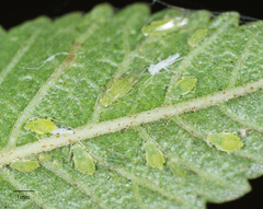 Tinocallis ulmiparvifoliae