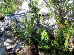 Agathosma lanceolata