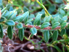 Agathosma lanceolata
