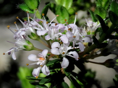 Agathosma lanceolata