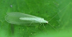 Chrysopidia ciliata
