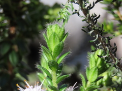 Agathosma lanceolata