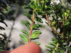 Agathosma lanceolata
