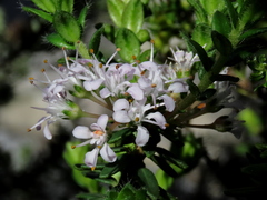 Agathosma lanceolata