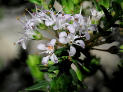 Agathosma lanceolata