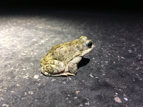 iNaturalist observation photo of Red-spotted Toad