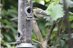 Parus major