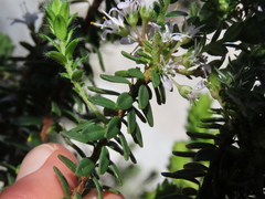 Agathosma lanceolata