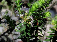 Agathosma lanceolata