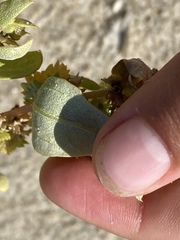 Atriplex cristata