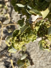 Atriplex cristata