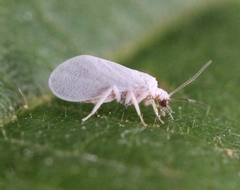 Coniopteryx