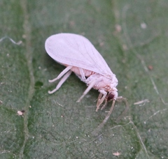 Coniopteryx