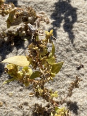Atriplex cristata