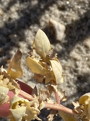 Atriplex cristata
