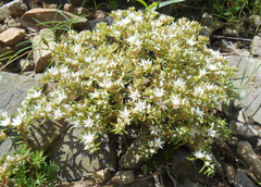 Sedum stelliforme