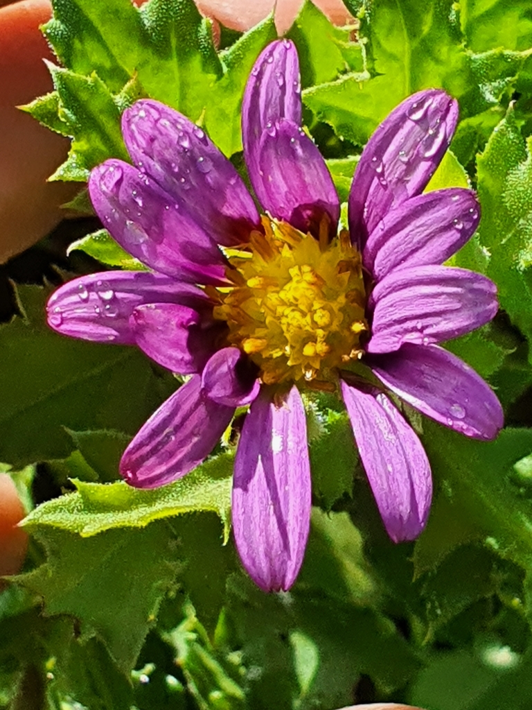 Garuleum sonchifolium