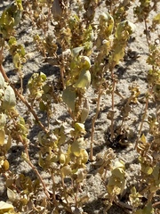 Atriplex cristata