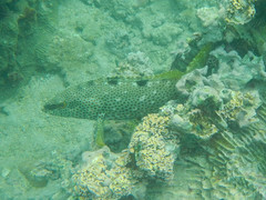 Epinephelus adscensionis