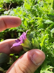 Garuleum sonchifolium
