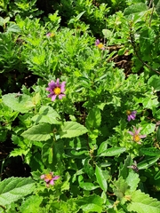Garuleum sonchifolium