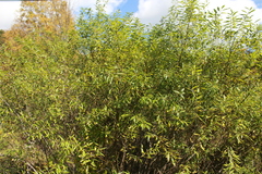 Salix sericea