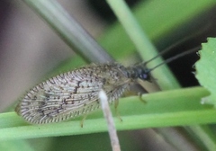 Psectra diptera